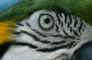 Oeil perroquet
