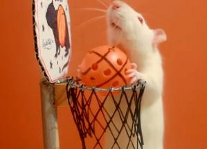 Rat basket