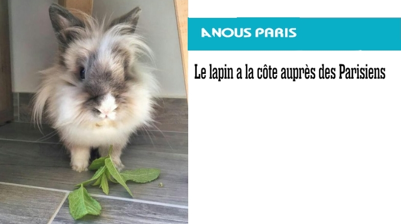 Un animal de compagnie en appartement ?