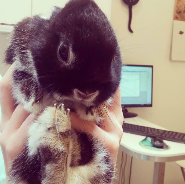 Vermifuger son lapin