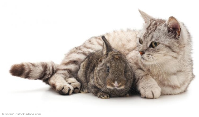 L'encephalitozoonose chez le chat ?