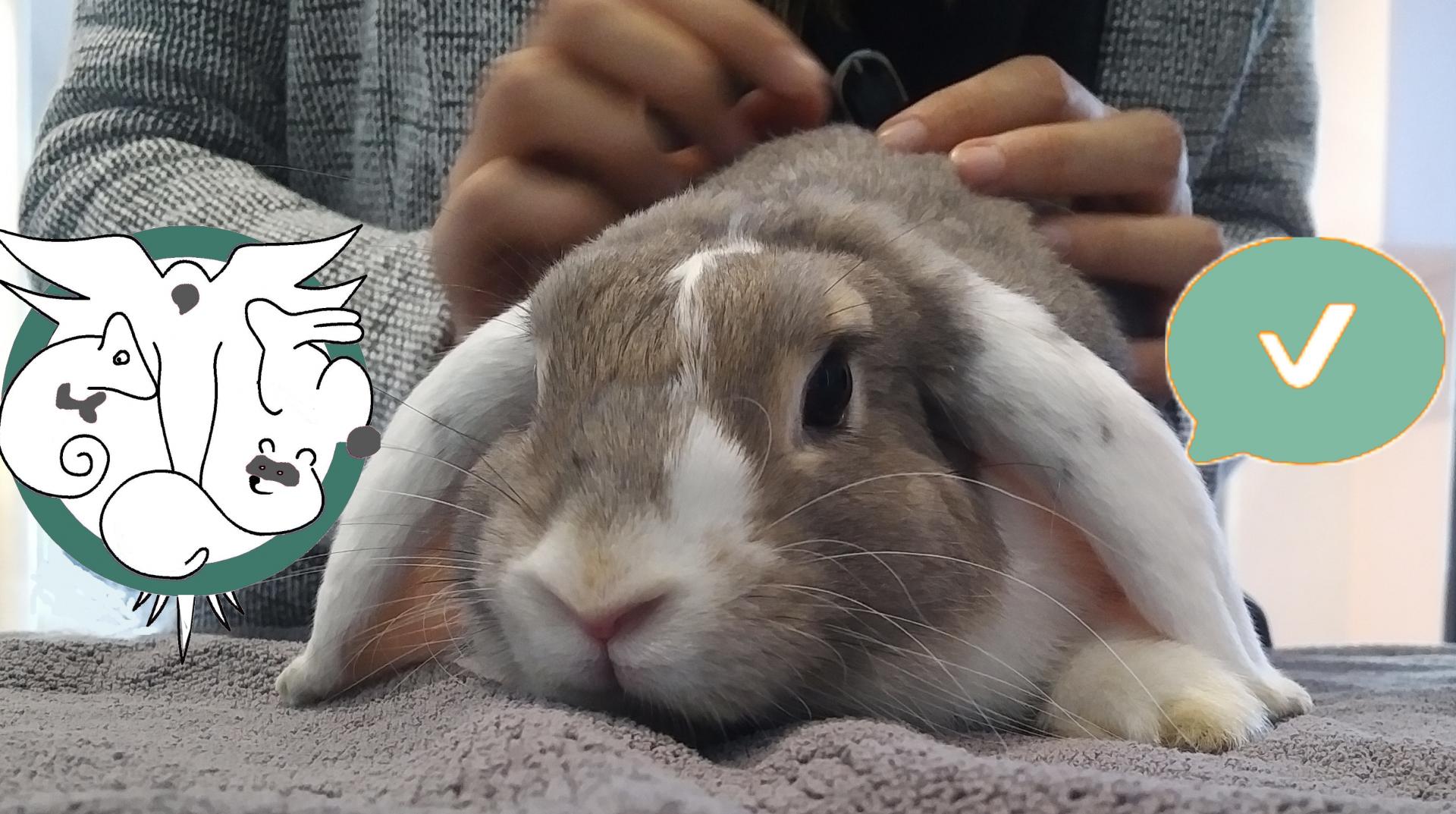 Conférence sur l'intestin du lapin