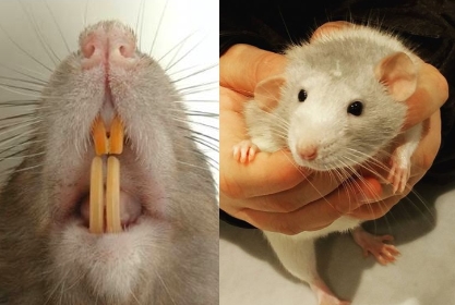 les dents jaunes de mon rat : normal ou non ?