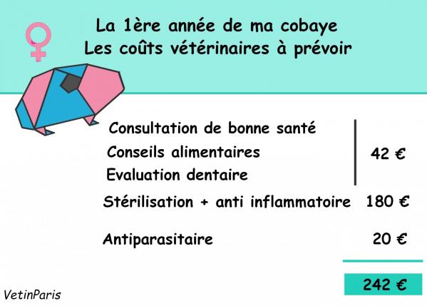 Fond visuels vetinparis femelle cobaye vert