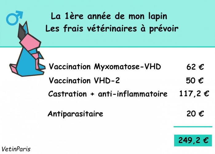 Fond visuels vetinparis male lapin