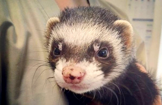 Besoins nutritionnels du furet