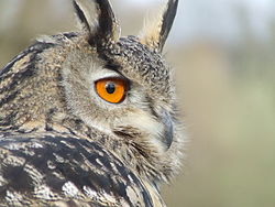 Hibou ou chouette ?