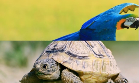 Une base de donnée officielle pour la faune sauvage captive