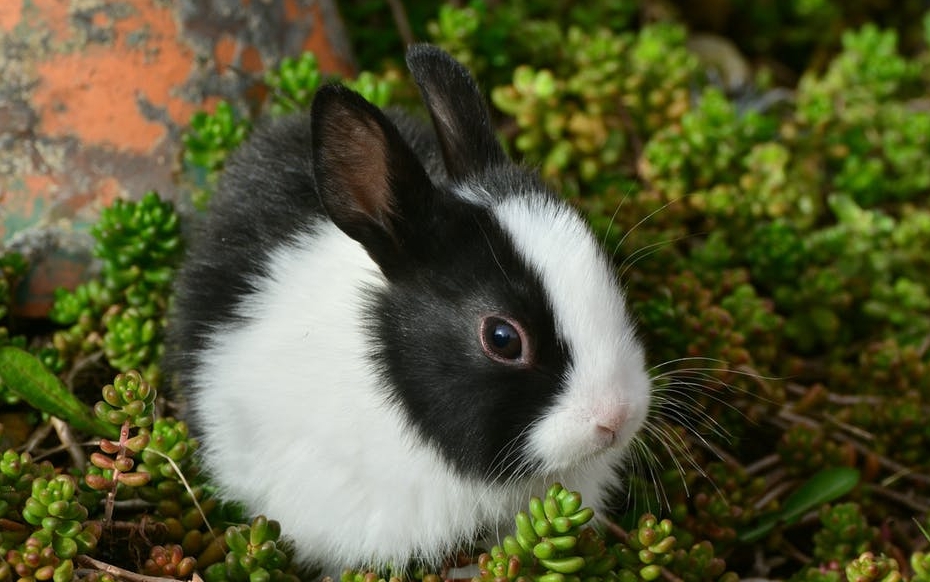 Vos questions sur l'intestin du lapin