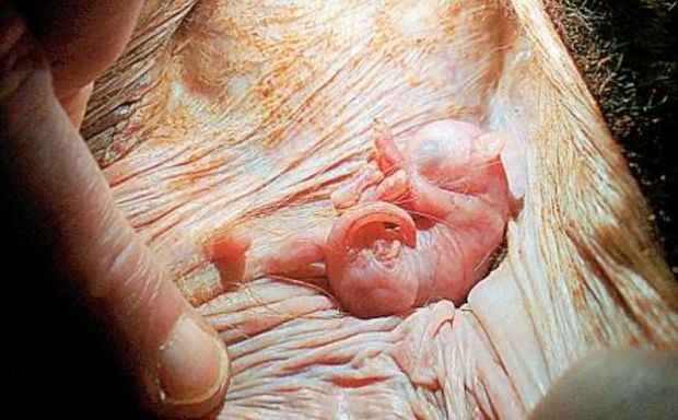 Naissance des marsupiaux