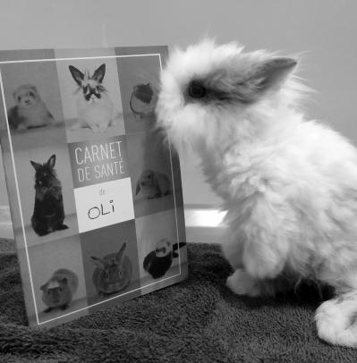 Lapin carnet vaccination sante mignon
