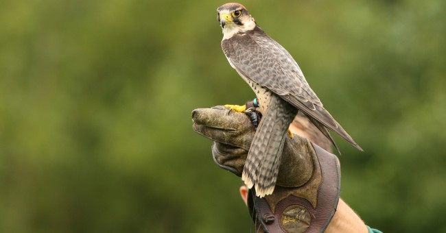 Pratiquer l'effarouchement à l'aide de la fauconnerie