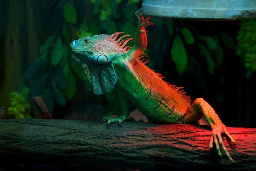 Quelle lampe UV pour mon reptile ?