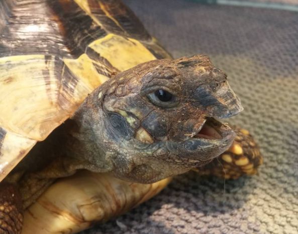 Vermifuger sa tortue
